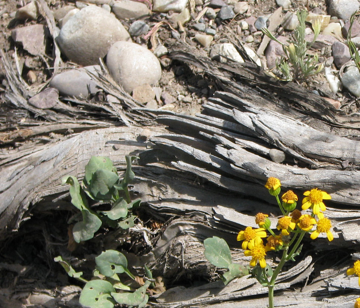 Abstract flowers wood and stones