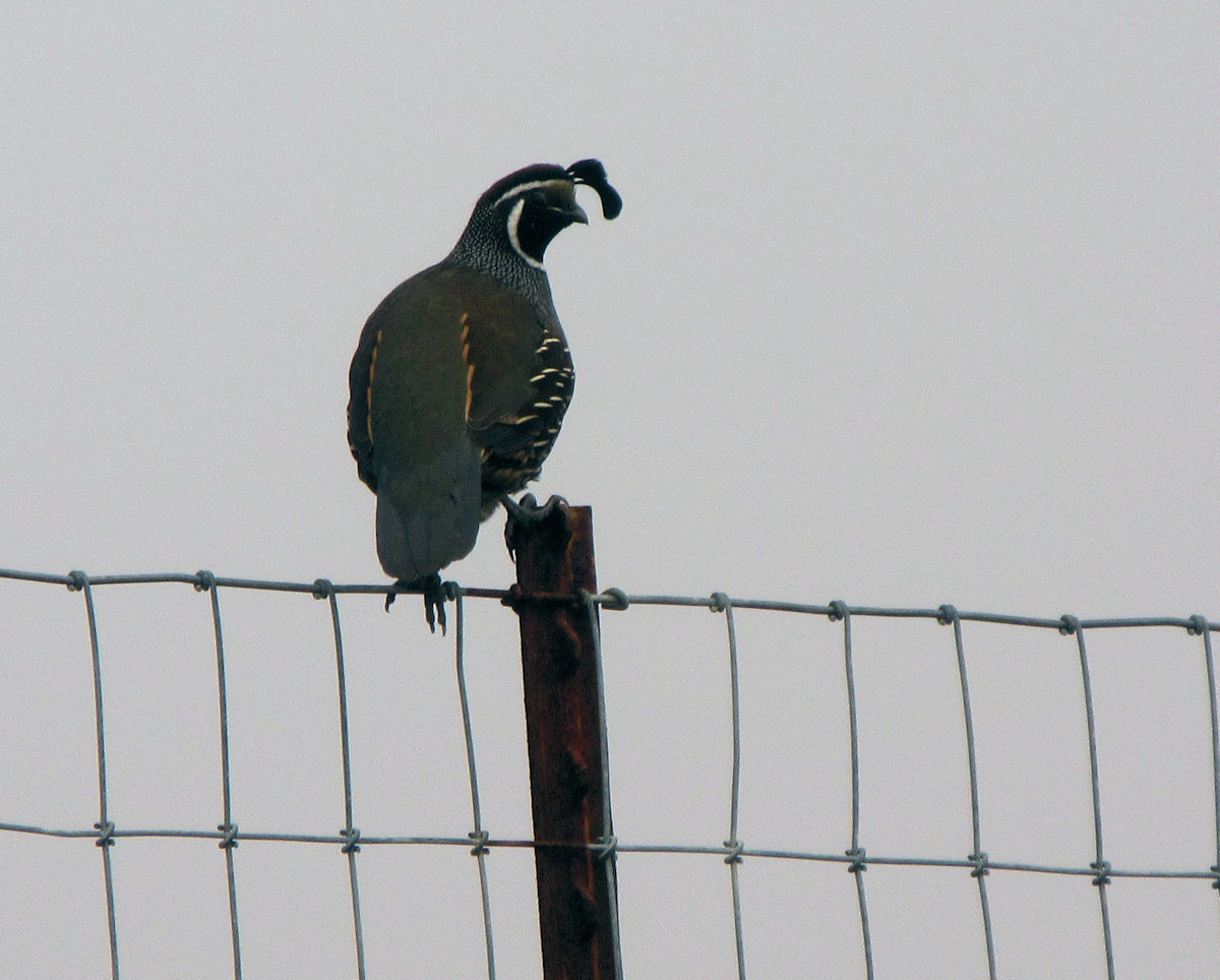 California Quail