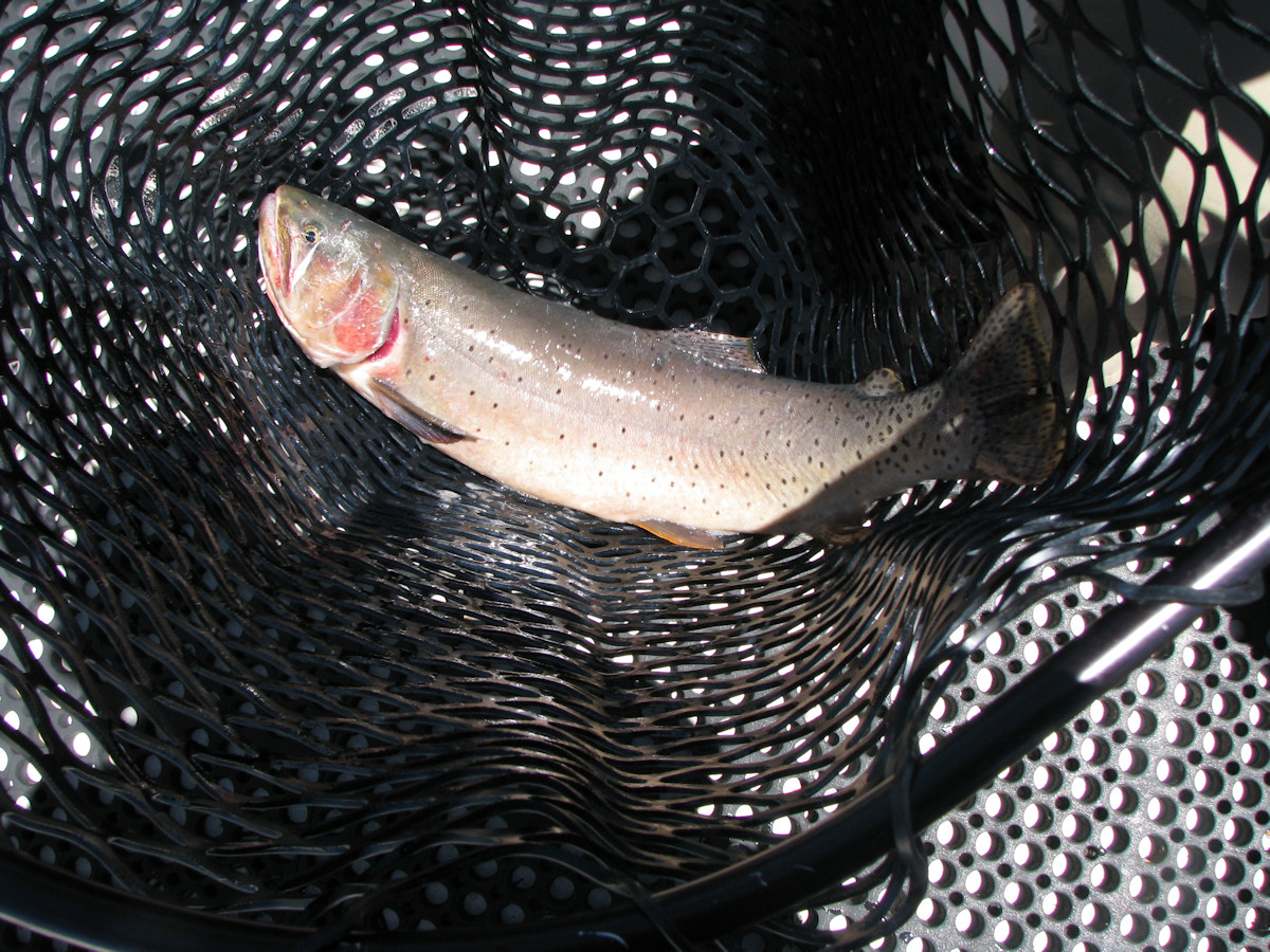 Cutthroat trout