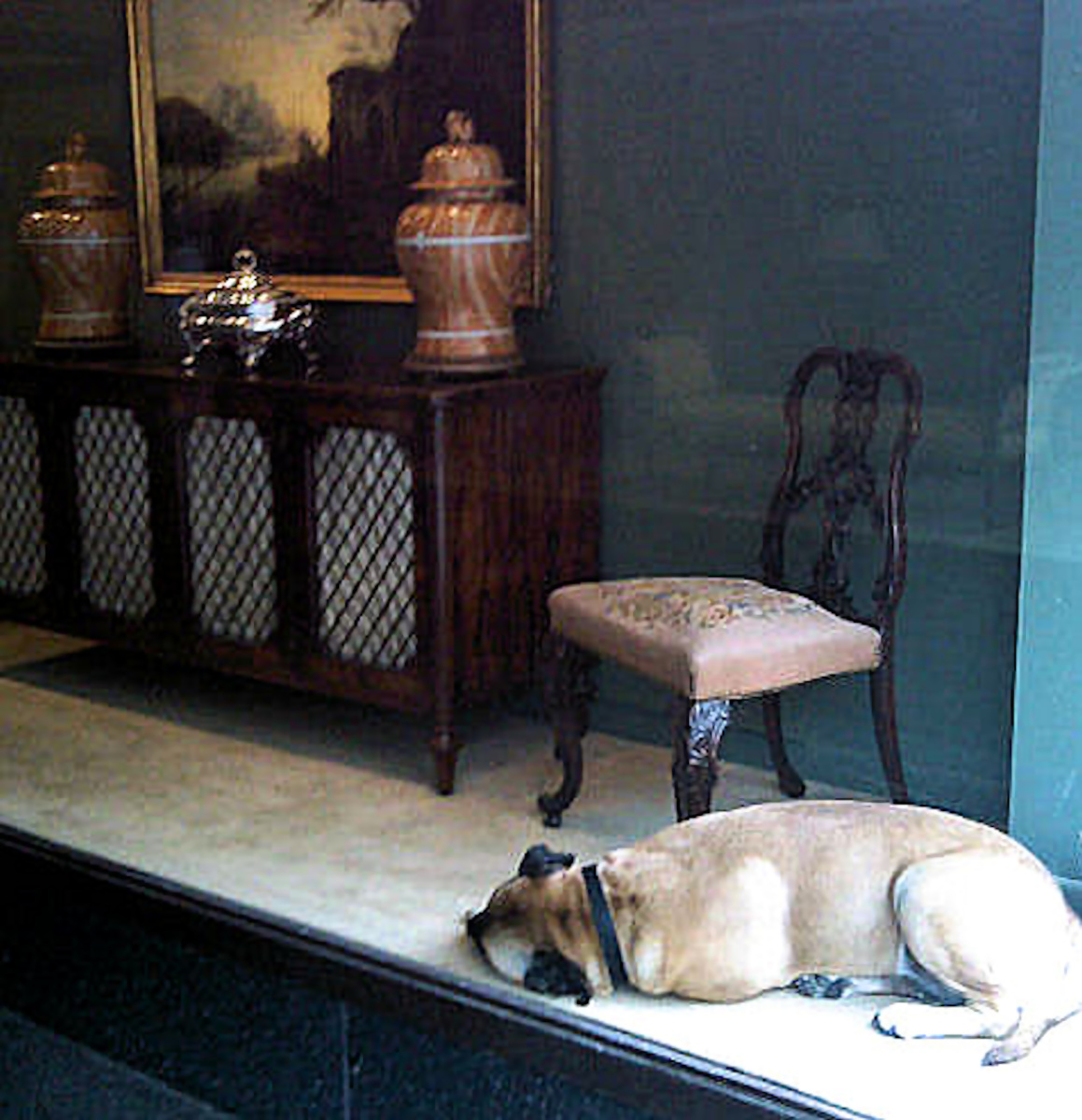 Dog in Shop Window