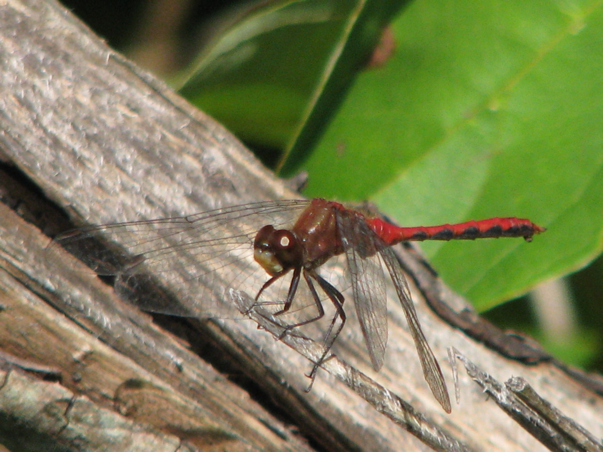 Dragonfly