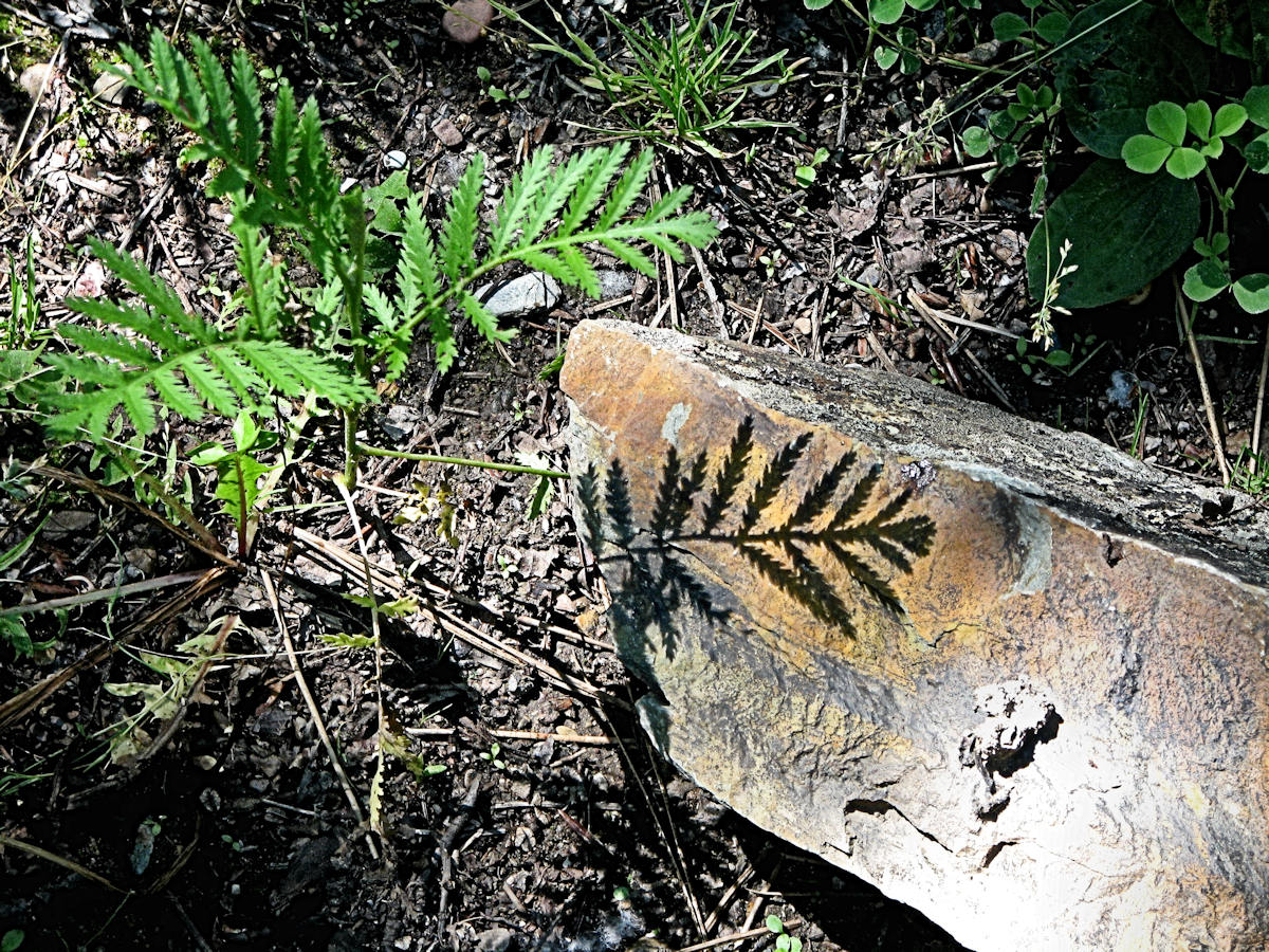 Fern shaddow on rock