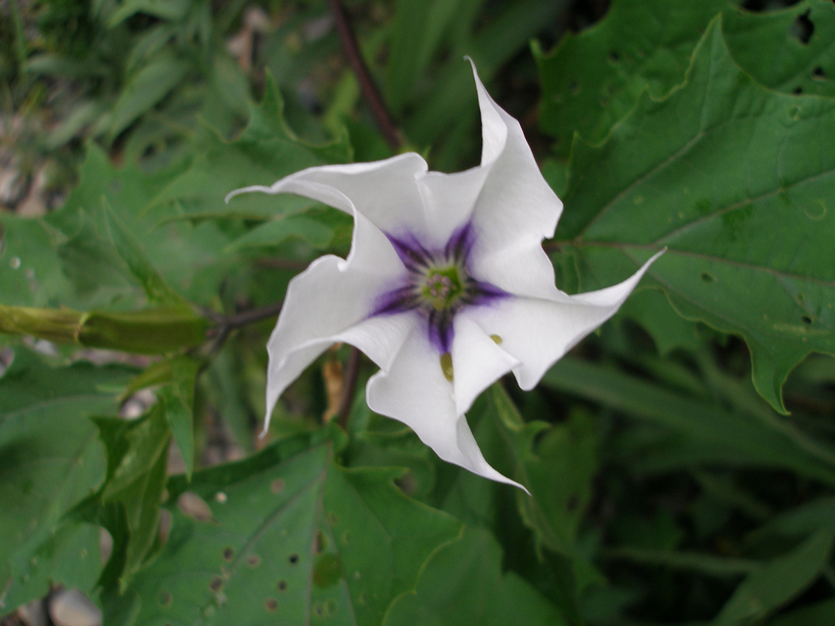 Jimsonweed