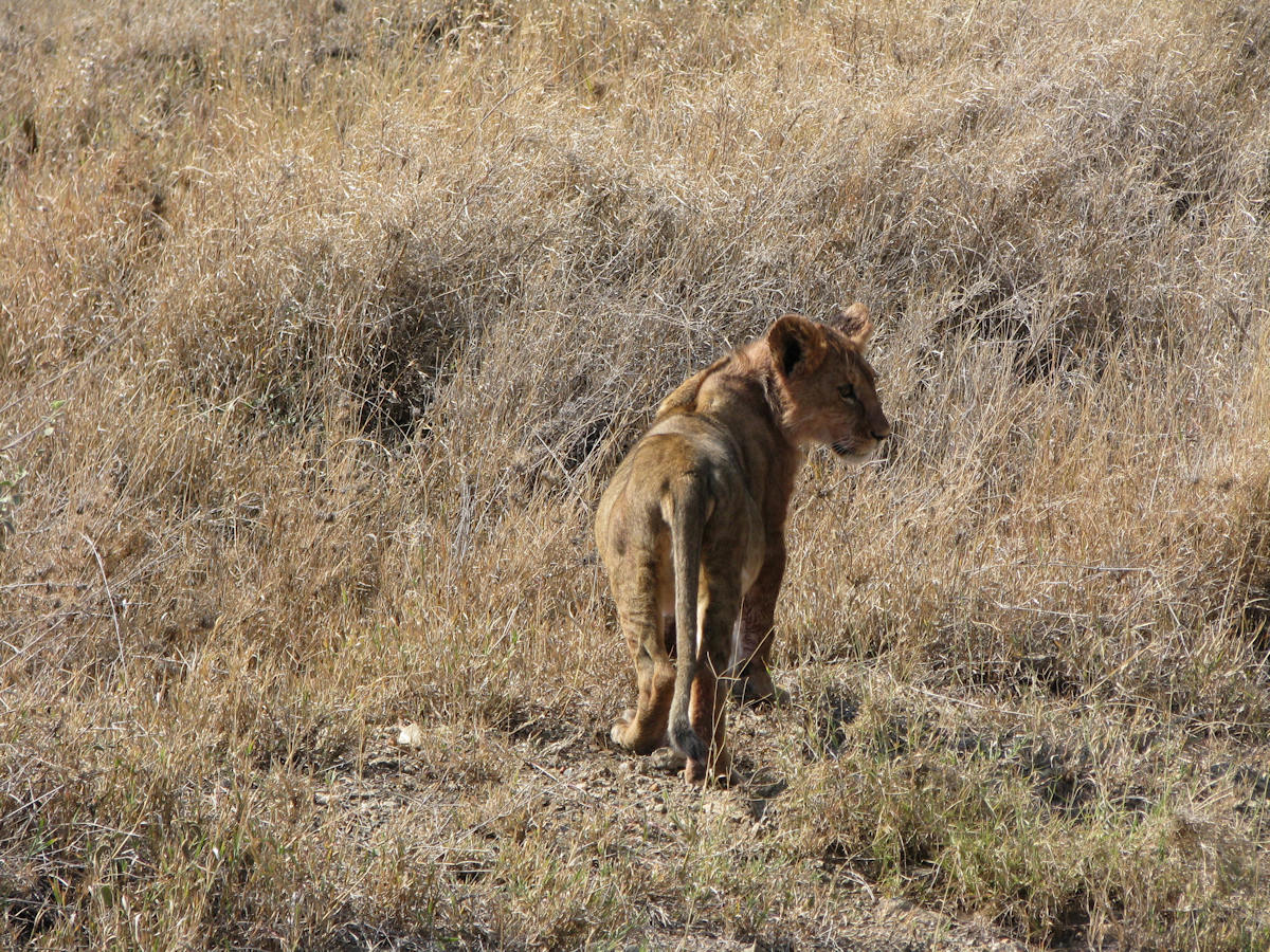 Lion Cub