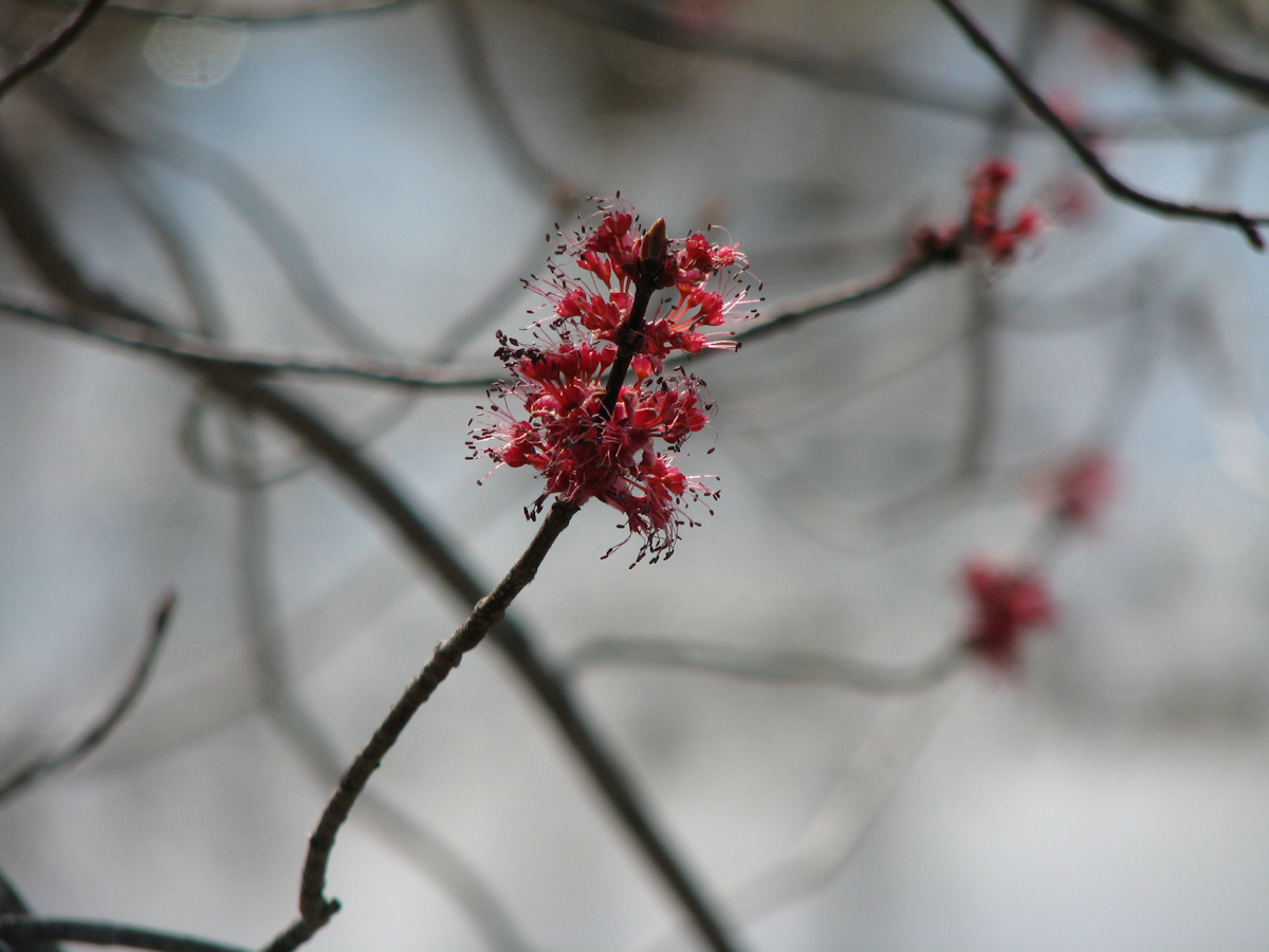 Maple flowers