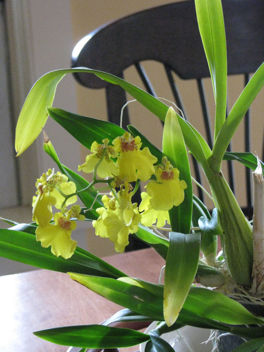 Orchid with chair back #1