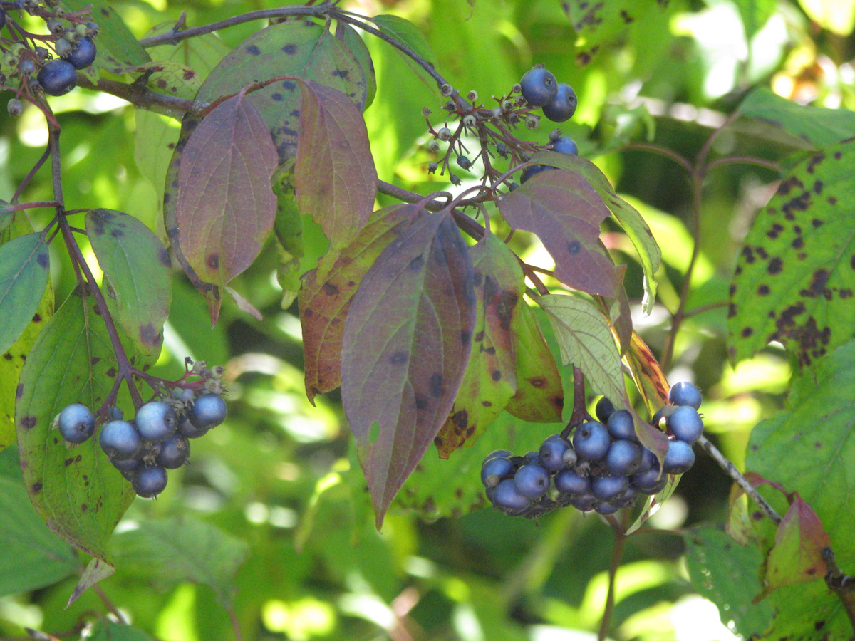 Silky Dogwood berries