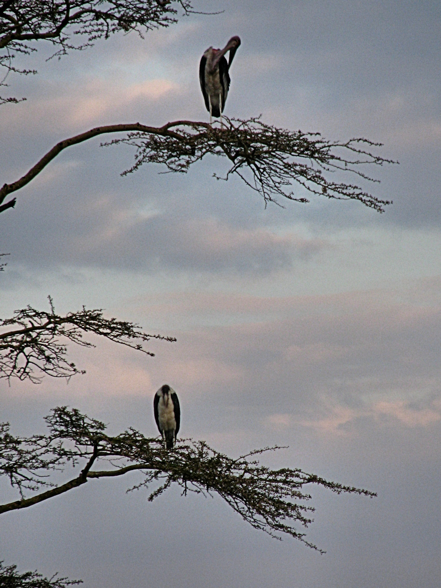 Storks (yellow & black billed)
