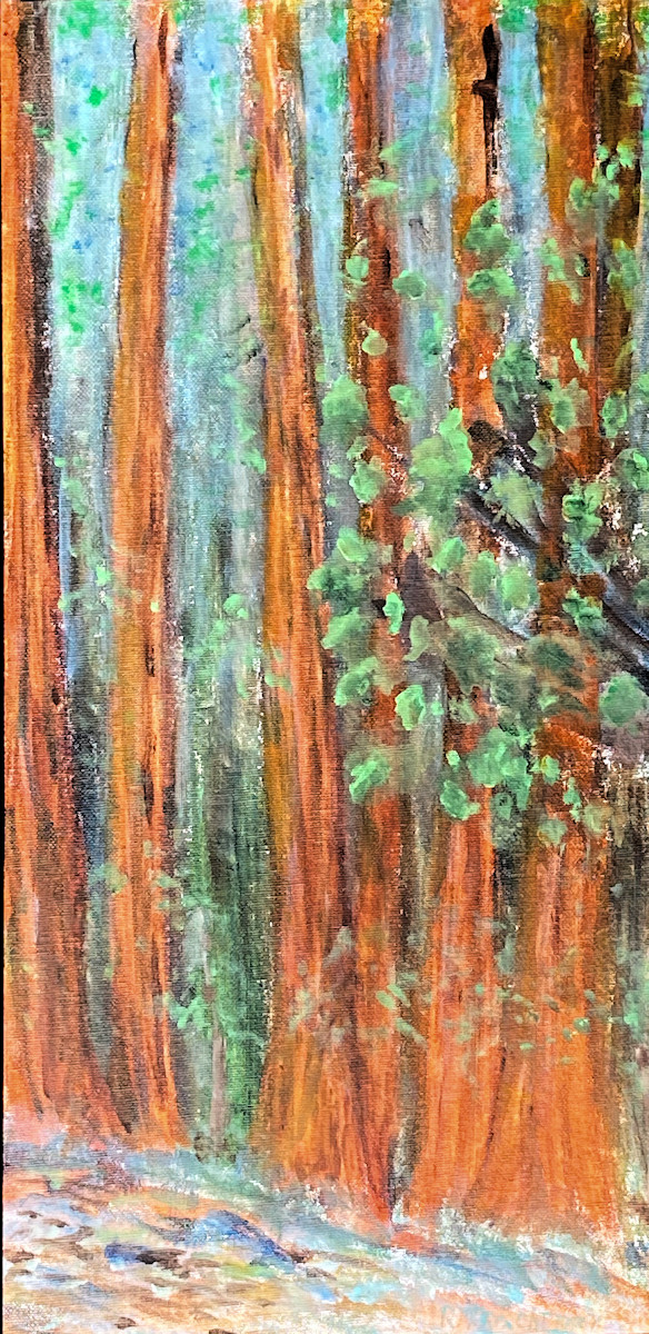 Redwoods